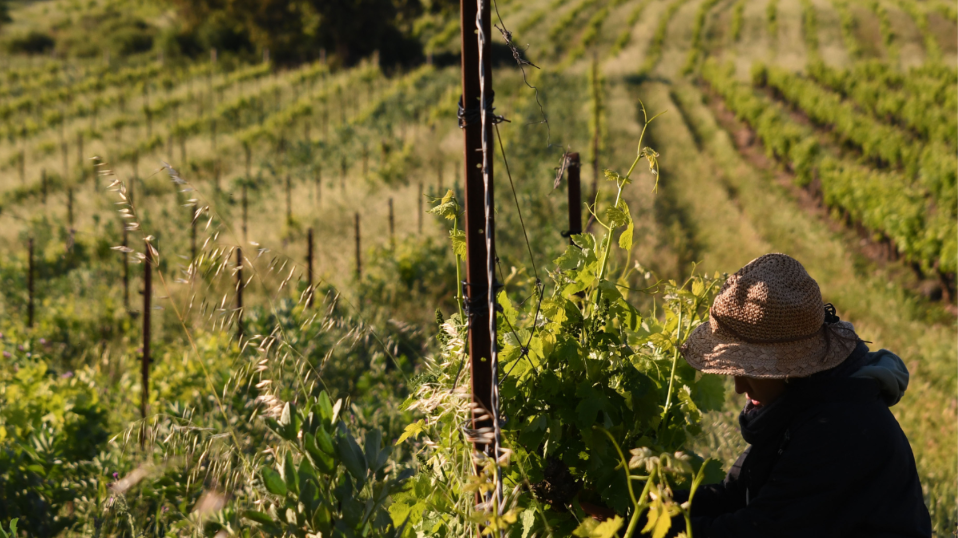 Domaine La Rune