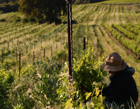Domaine La Rune