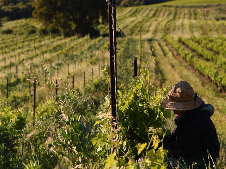 Domaine La Rune