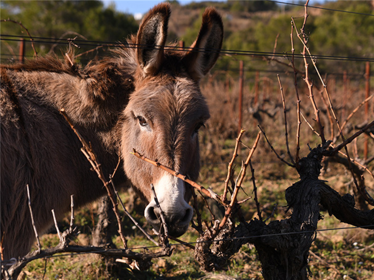 Domaine La Rune