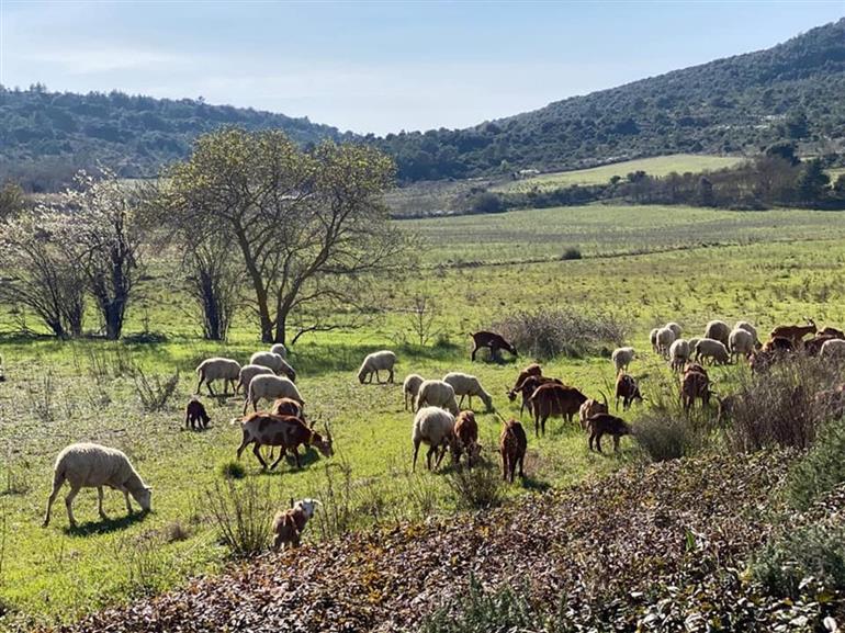 Domaine de Roquenégade2