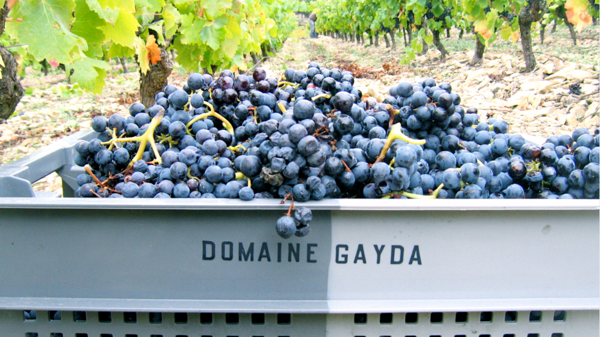 DOMAINE GAYDA 
