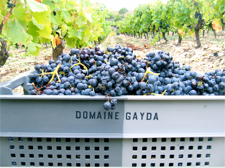 DOMAINE GAYDA 