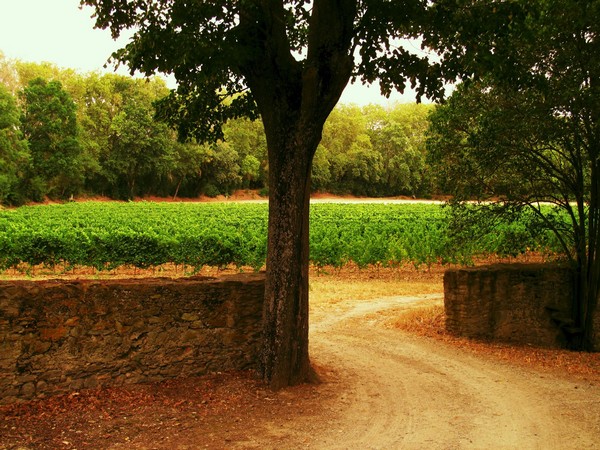 Villemoustaussou Domaine La Mijane (1)