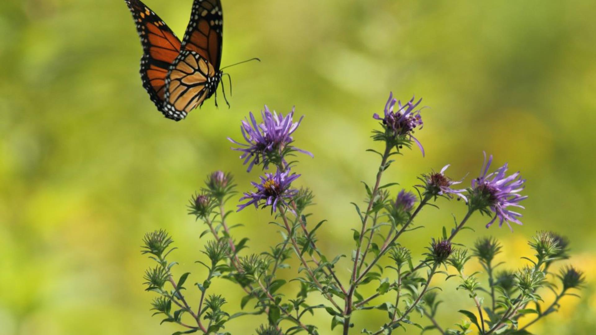rencontres naturalistes de l'aude